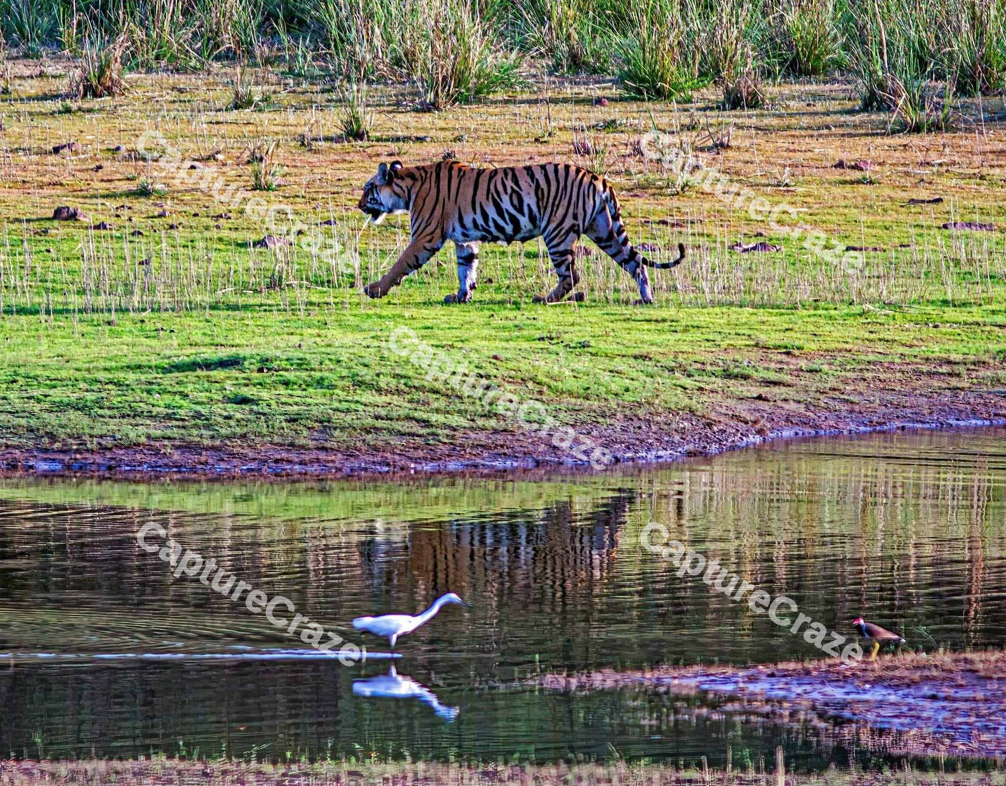 Tiger walking